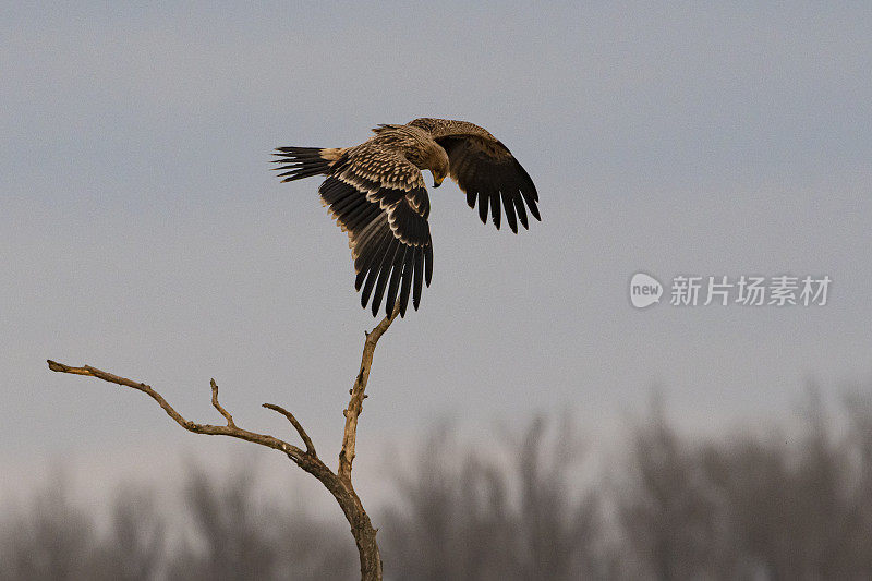 帝国鹰(Aquila heliaca)在冬天Hortobágy puszta